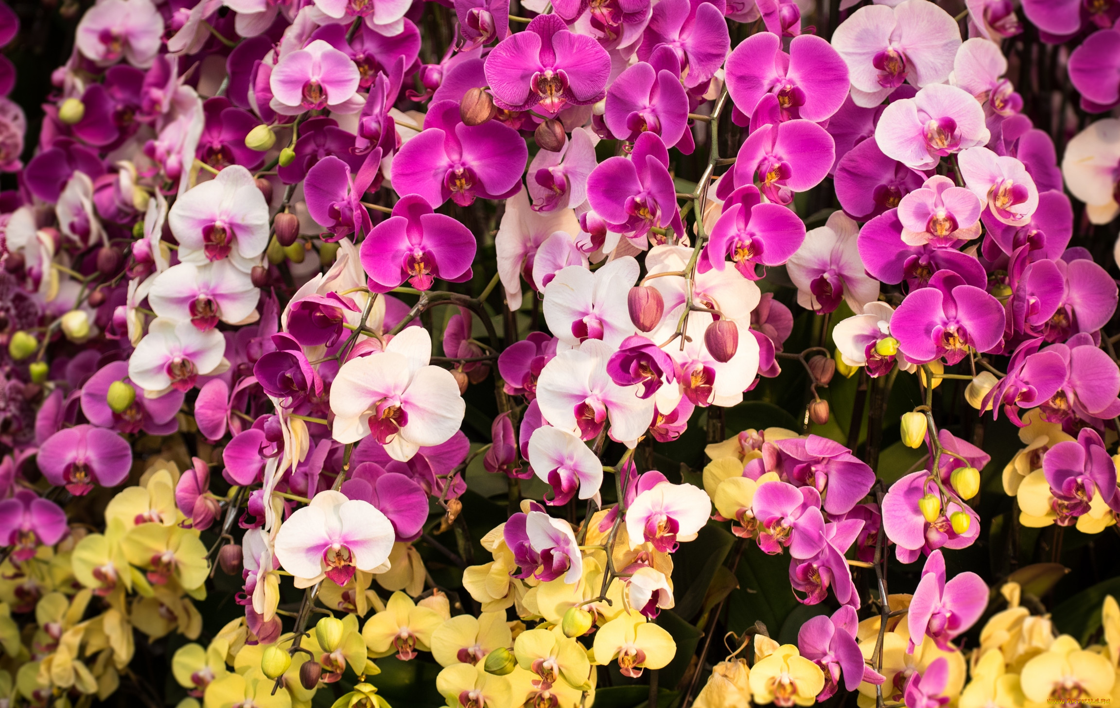, , flowers, flowering, orchids, 